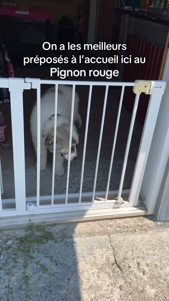 Élevage Pyrénées Du Pignon Rouge